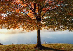 Beautiful Fall Tree Next To Lake