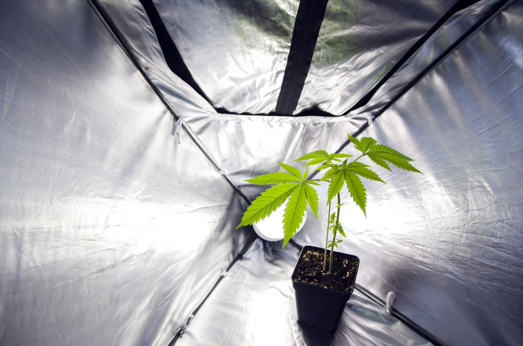 Marijuana plant under lamp